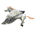 pferd_2