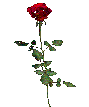 rose für dich